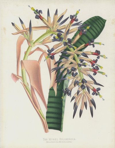 Die Morel-Billbergia, Billbergia Moreliana von English School